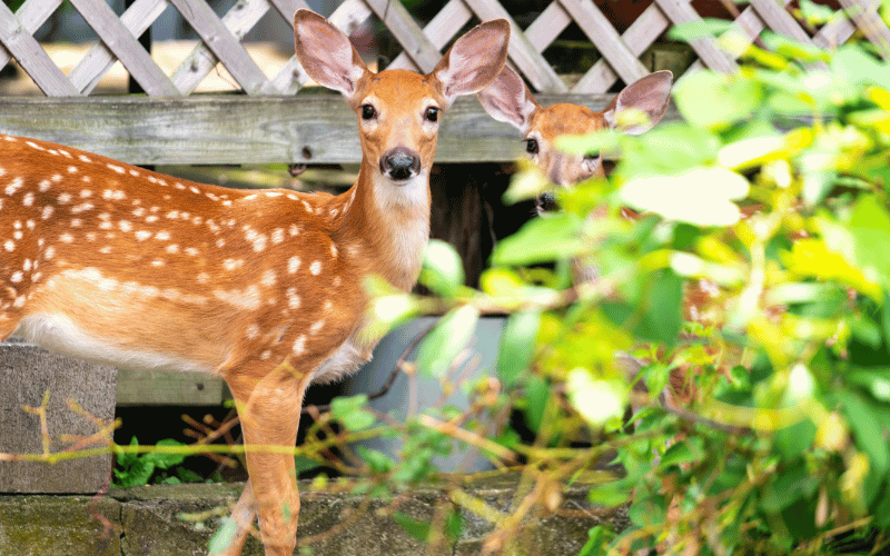 Two young does outside munching on someone's garden looking at the camera
