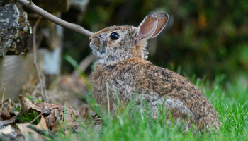 wild rabbit in garden