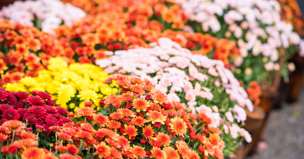 Halifax-Fall-Home-Show-Blog-pic-Mums-1024x536
