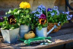 Ask a Master Gardener