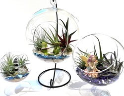 Build Your Own Terrarium Build Your Own Terrarium