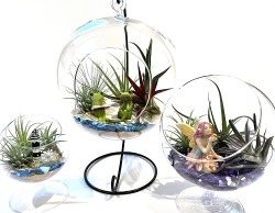 Build Your Own Terrarium