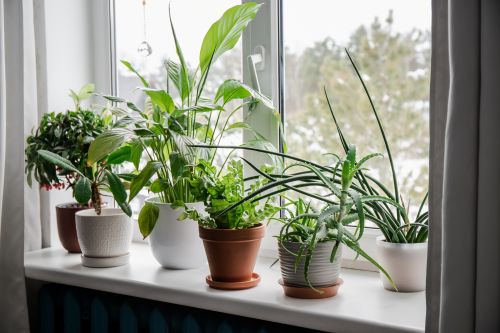 PLANT MARKET PLANT MARKET