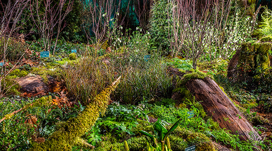 The Hoh: America's Rain Forest