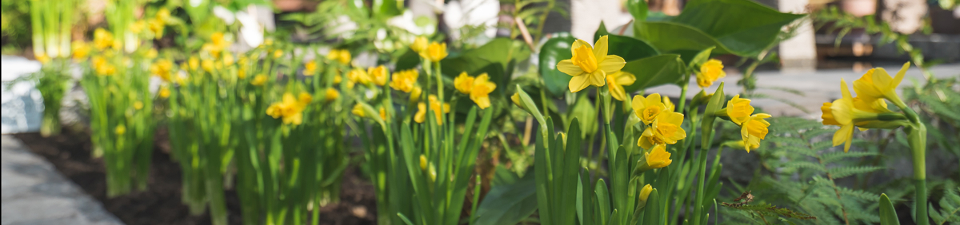 Yellow flowers