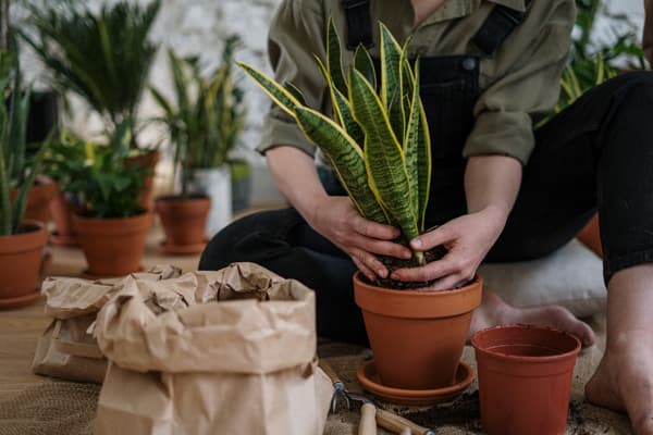 garden plants garden plants