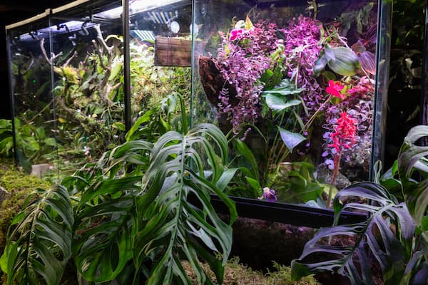 Emerald City Orchids