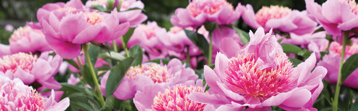 Pink Flowers