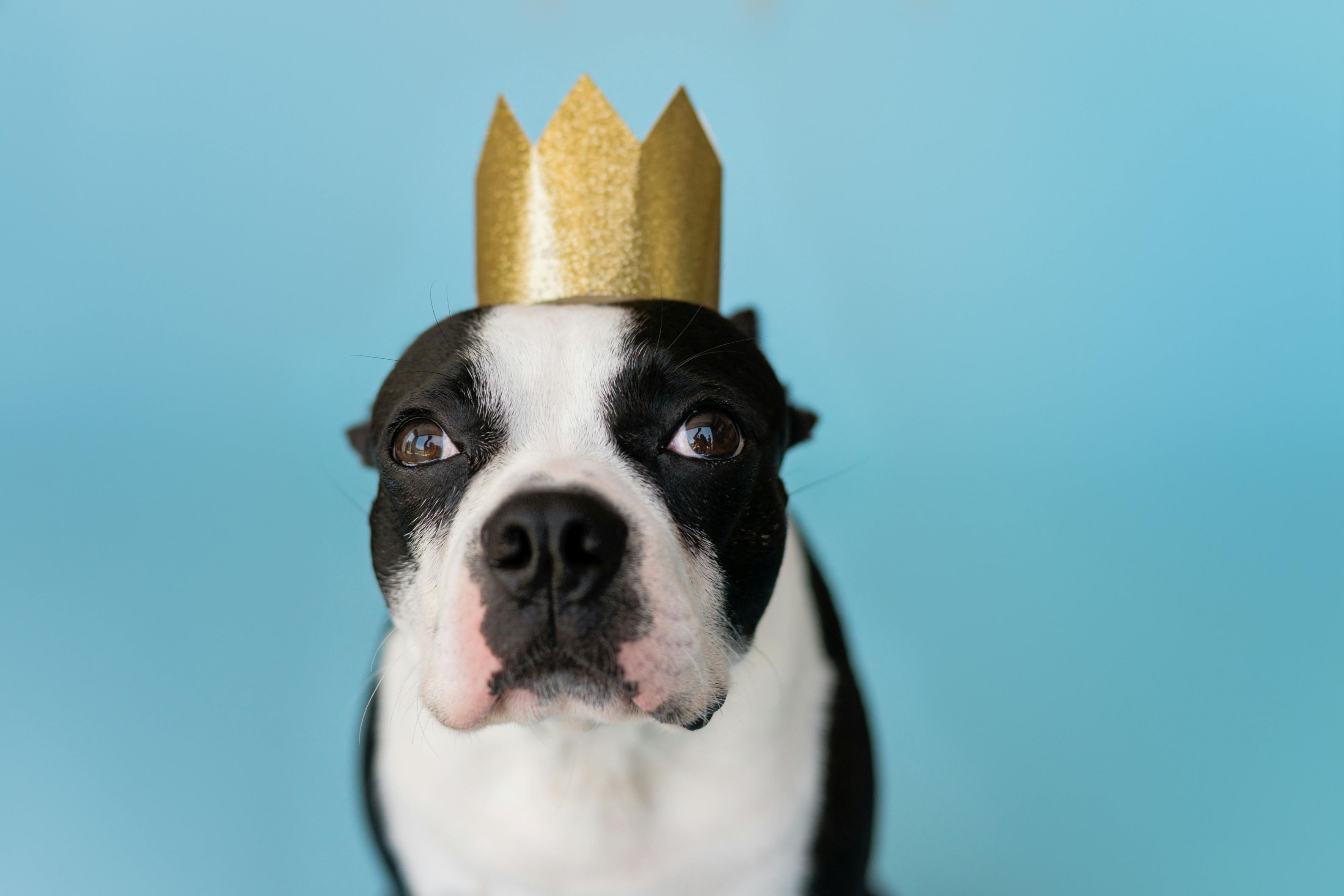 Homecoming King & Queen: San Antonio’s Royal Pet Fashion Show
