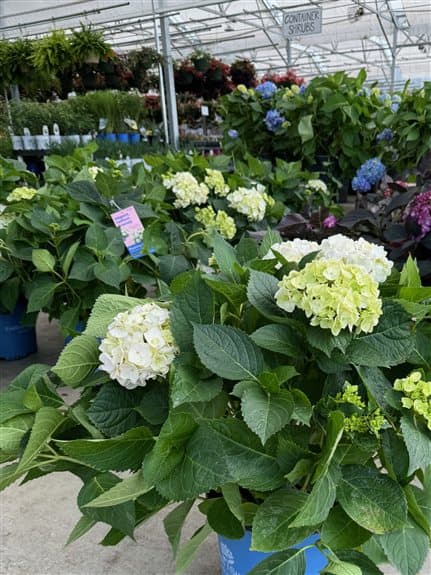 Cash & Carry Plant Sale!