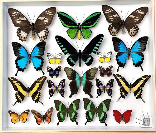 Insect Collection of Tom Myers presented All Rite