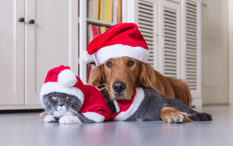 Grey cat and golden retriever wearing Santa outfits