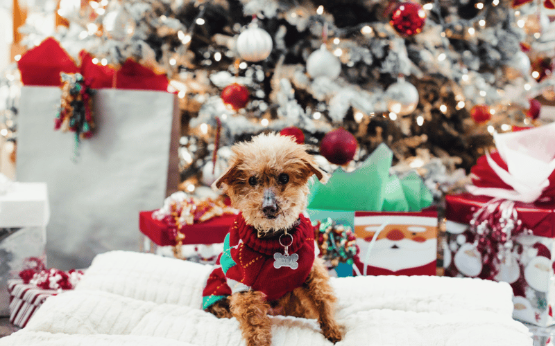 Yorkie wearing a christmas sweater in front of a decorated Christmas tree with gifts
