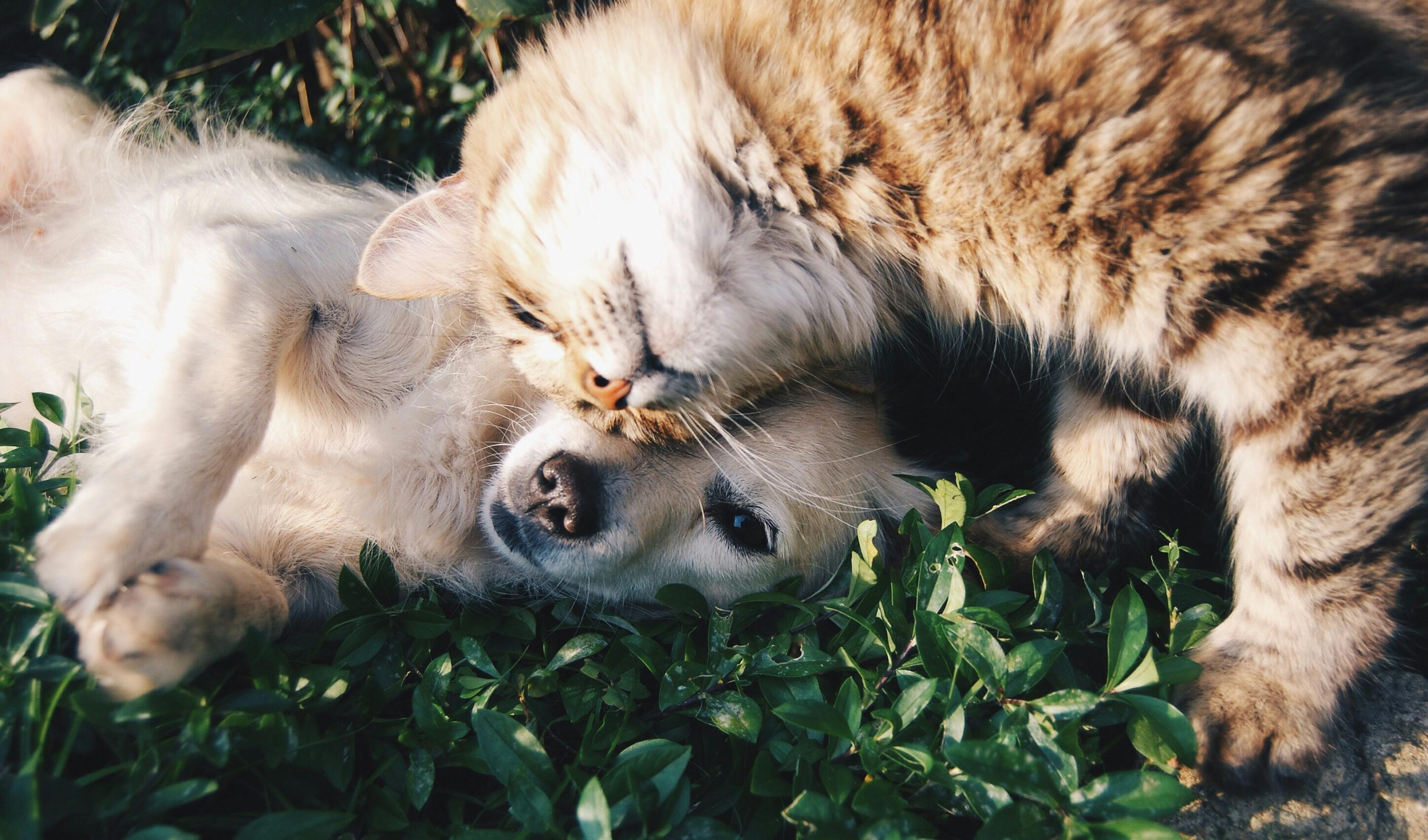 cat dog