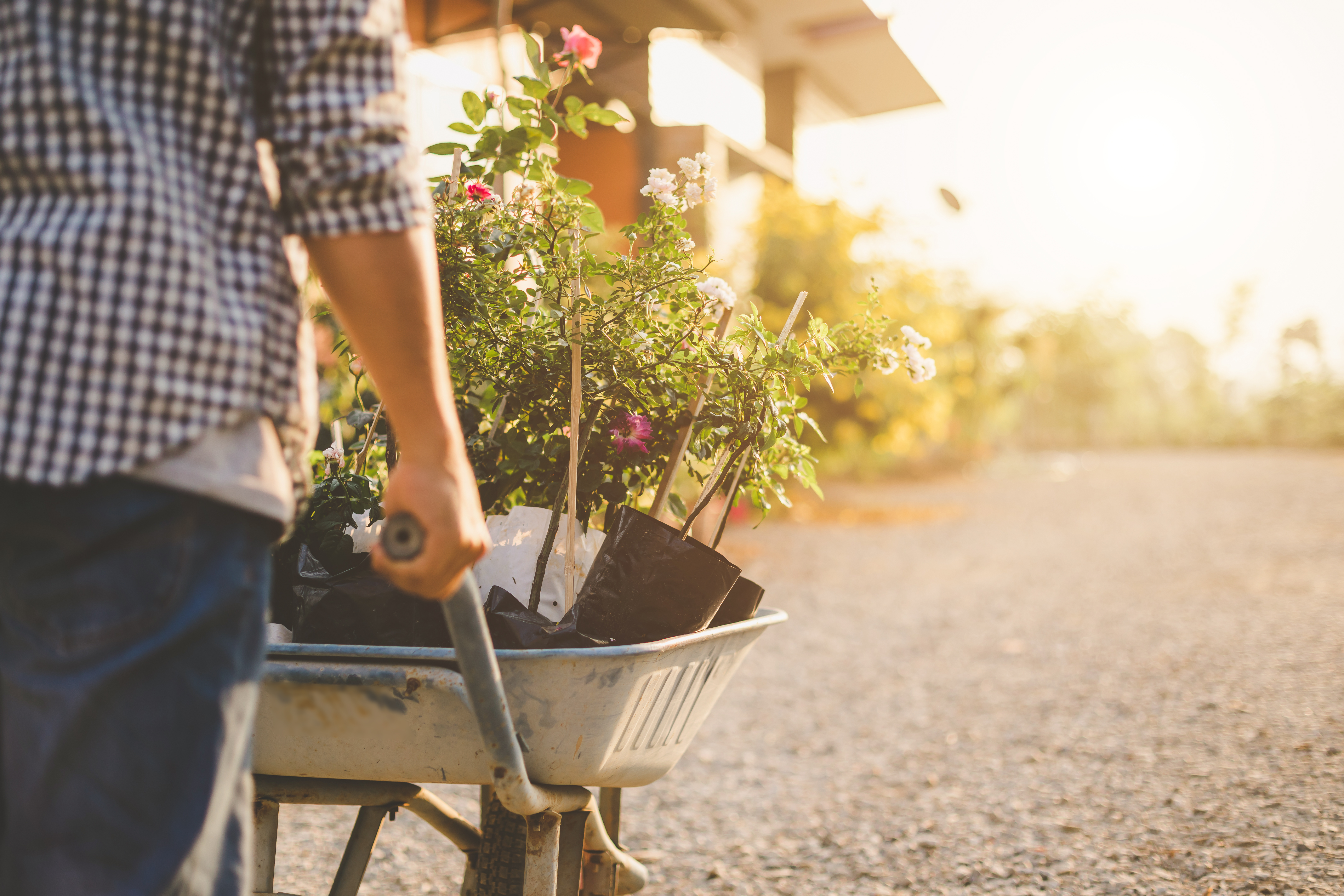 vecteezy_man-moving-many-rose-tree-to-his-garden-home-outdoor_6037297