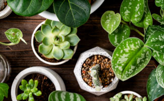 Plant Market