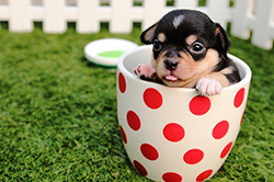 puppy in a polk dot cup