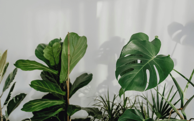 large monstera plants 