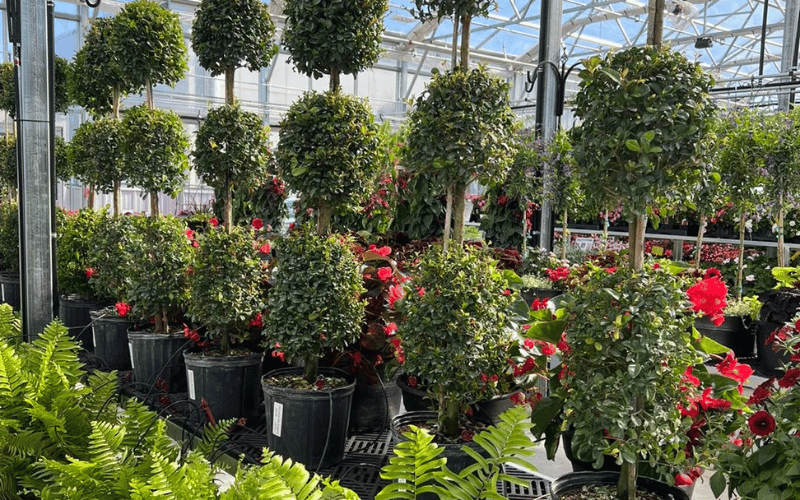 a selection of potted plants hanging from planter baskets 