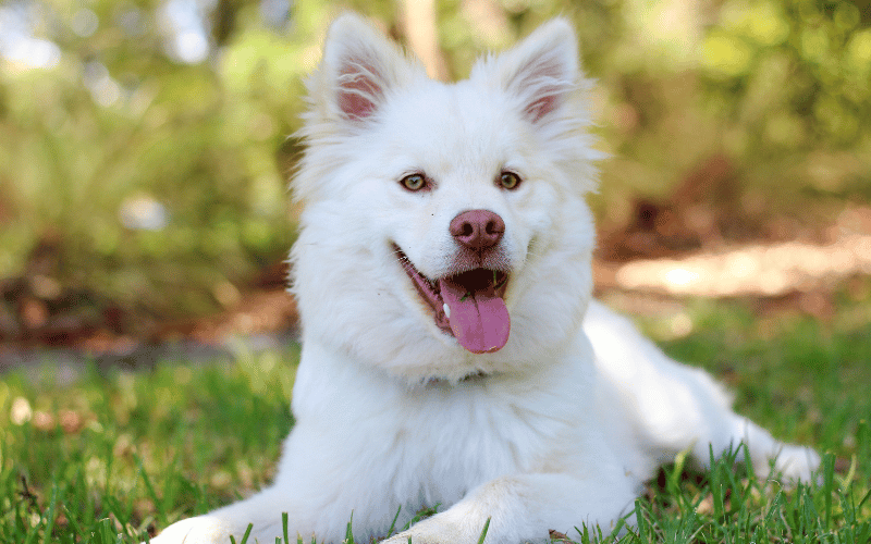 large white fluffy dog 