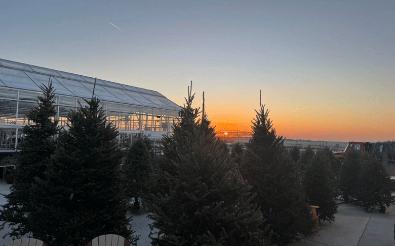 a scenic sunset view with large fern trees 