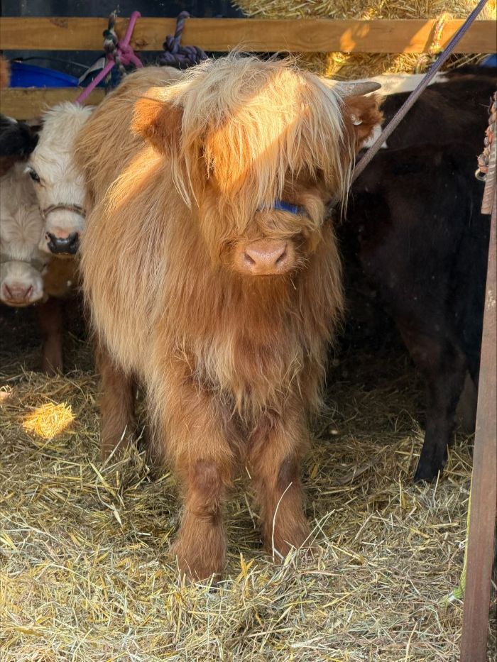 Mini-Highland Cow Snuggling with Sager Farms