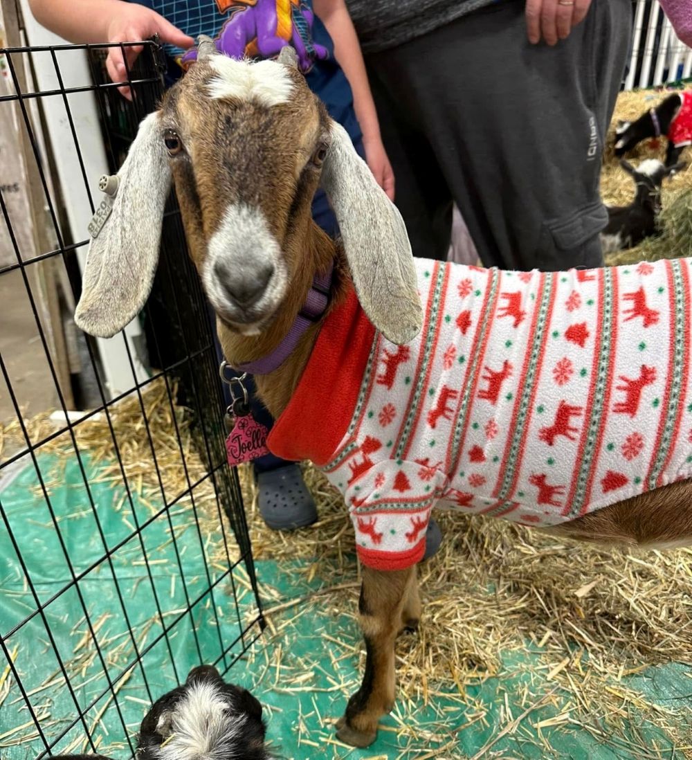 🐐Goat-tidings we bring!