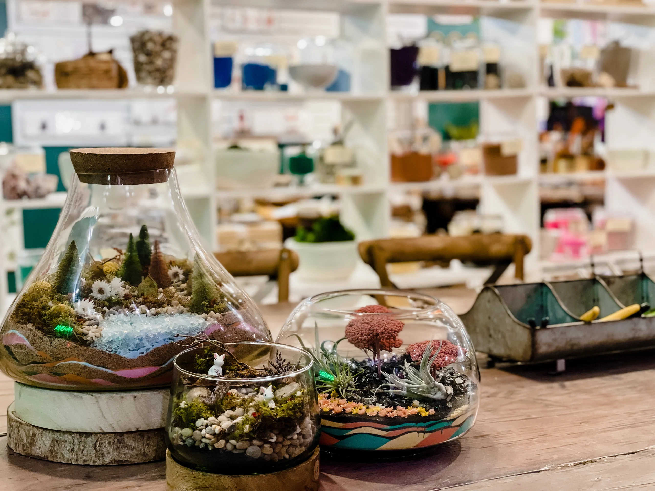 TERRARIUMS & PLANTS TO GO