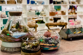 TERRARIUMS & PLANTS TO GO