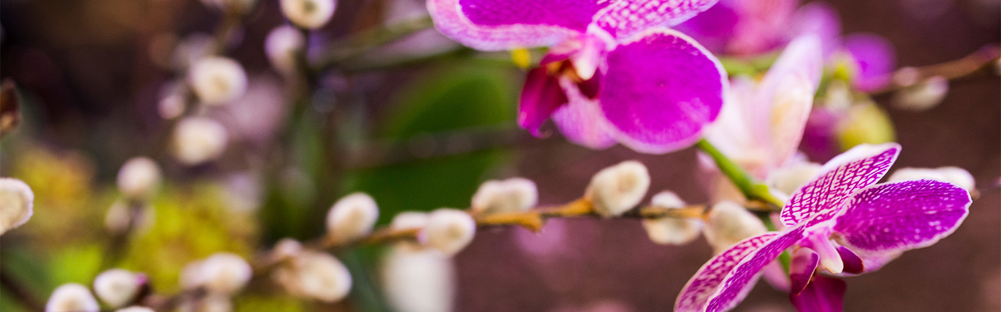 orchids