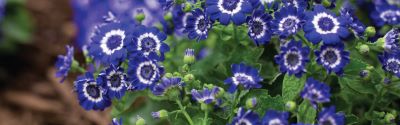 blueflowers