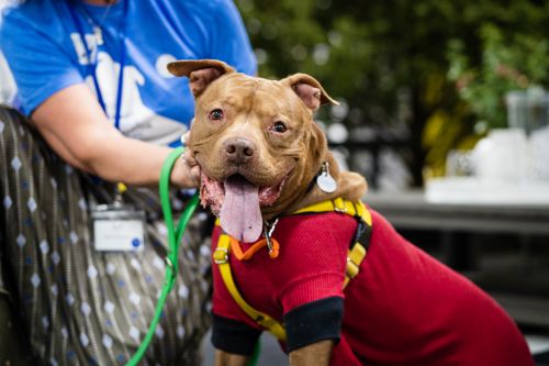 Barking Lot+Doggie Fashion Show