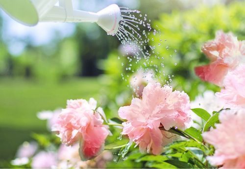 watering-flowers-(002)96d1f911-abfc-40df-8a90-c462c0fe9168