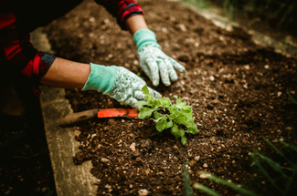 Ask a Master Gardener Ask a Master Gardener