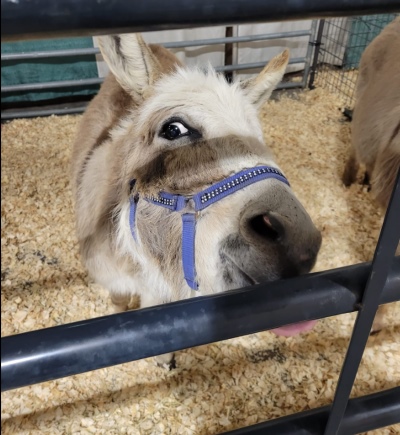Petting Zoo