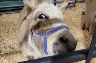 Petting Zoo Petting Zoo