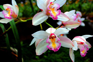 orchids