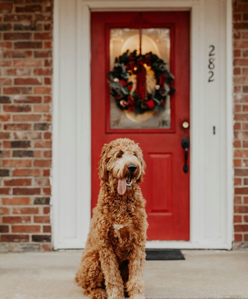 Puppermint Lane
