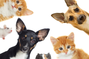 Paws & Play Presented by Tucson Doggie Doors