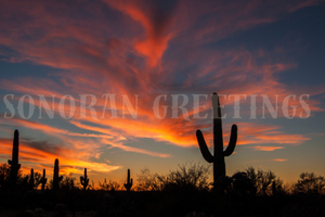 Greetings as warm as the Sonoran Sun