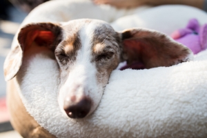 Paws & Play Presented by Tucson Doggie Doors