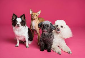 Paws & Play Presented by Tucson Doggie Doors
