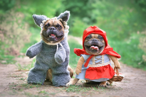 Strut Your Mutt Doggy Fashion Show Hosted by Pathways For Paws