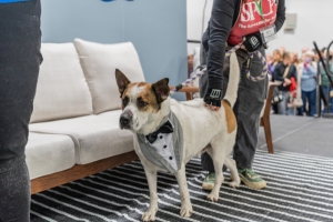 Strut Your Mutt Doggy Fashion Show Hosted by Pathways For Paws
