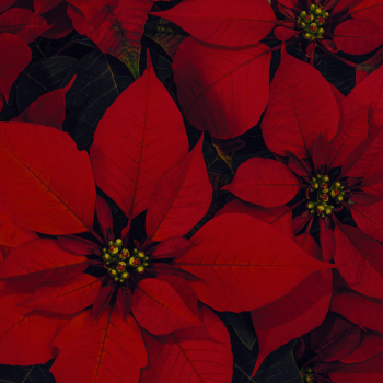 Poinsettias