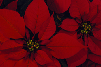 Complimentary Poinsettias!