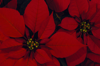Complimentary Poinsettias!