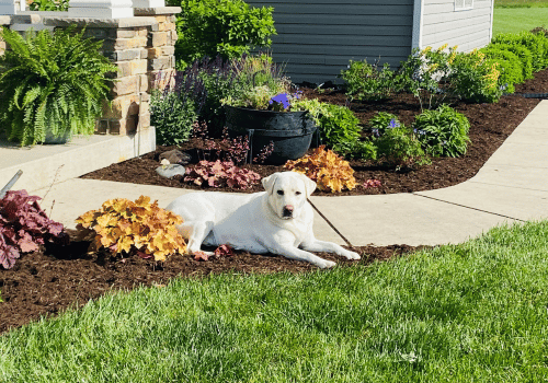 white lab on newly landscaped yard