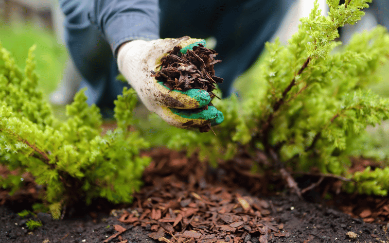 White gloved hand holding mulch over green shrubbery 