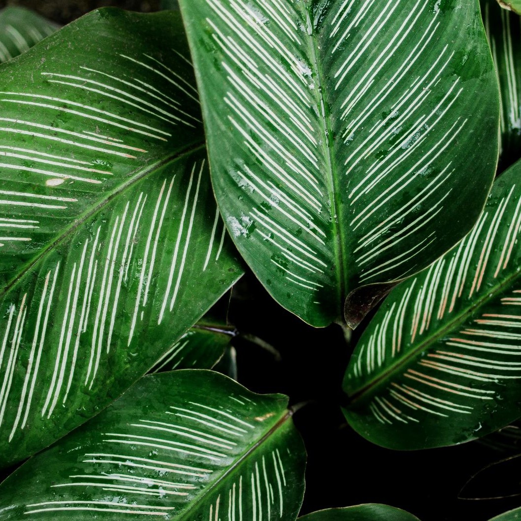 Fresh Space by Grace — Plant Shop